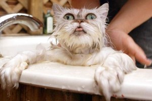 Як купати кішку? Подробиці мокрая справа Як купати кішку? Подробиці мокрая справа